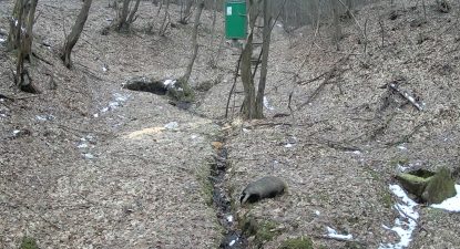Proljetna prehrana divljači u sezoni lovostaja – ključna uloga lovaca ULD “Srndać 1920” Visoko
